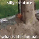 Silly Creature What Is This Animal GIF - Silly Creature What Is This Animal It Looks Like A Orange GIFs