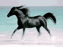 Wizardbard GIF - Wizardbard GIFs