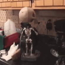 a cat is sitting on top of a coffee maker on a kitchen counter .