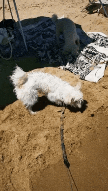Maxil Maltese Maltese GIF - Maxil Maltese Maltese Dogs GIFs