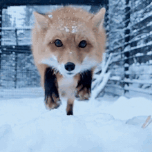 Cute Fox GIF - Cute Fox Snow GIFs