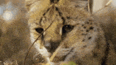 a close up of a cat 's face looking at something