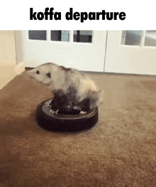 Koffa Possum GIF