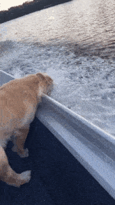 Dog Water GIF - Dog Water Boat GIFs