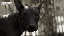 Perk Up The Ears Cesar Millan Better Human Better Dog GIF