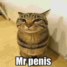 a cat is sitting on its hind legs with the words `` mr penis '' written on it .