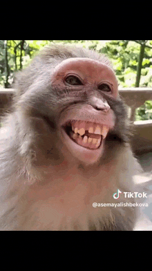 a close up of a monkey 's face with its mouth open