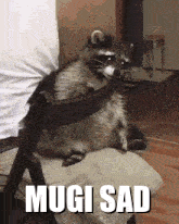 Mugi Raccoon Mugi Sad GIF - Mugi Raccoon Mugi Sad GIFs