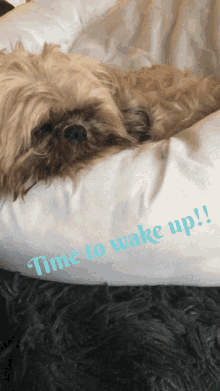 Wake Up Dog GIF - Wake Up Dog Good Morning GIFs