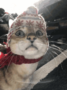 Meowychristmas Christmas GIF - Meowychristmas Christmas Cats GIFs