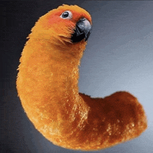 a parrot that looks like a worm with a black beak