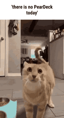 a cat is standing in a kitchen next to a bowl of food and a sign that says there is no pear deck today .