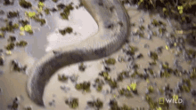 Lurking In Murky Monster Snakes GIF