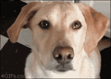 Dog Crossed Eye GIF
