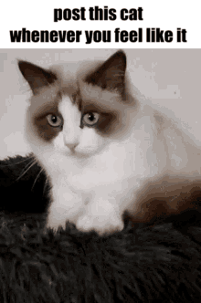 Post Cat GIF - Post Cat Kneading GIFs