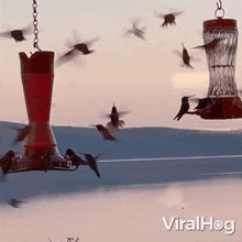 A Flock Of Hummingbirds Swarms Feeders Viralhog GIF