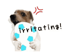 a brown and white dog is holding a blue and white ball with the word irritating written on it