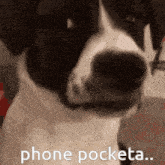 Funky Cat Gc Dog GIF - Funky Cat Gc Dog Phone Pocket GIFs