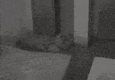a black and white photo of a teddy bear laying on the floor