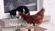 Cat Gifs Chicken Gifs GIF - Cat Gifs Chicken Gifs Nope GIFs