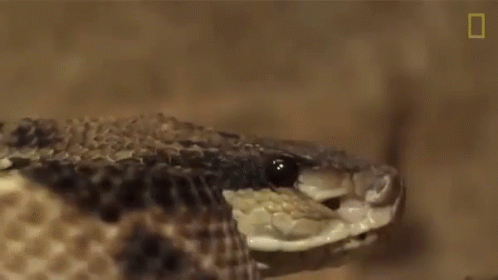 scary snakes that make you jump