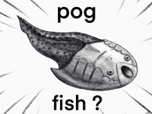 Vezi Pog GIF - Vezi Pog Fish GIFs