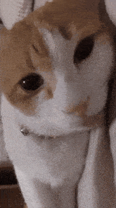 a close up of a brown and white cat