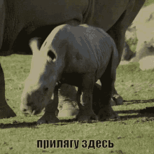 rhino animal baby lay rest
