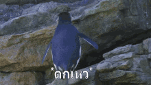 a penguin is standing on a rock with a foreign language behind it .