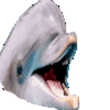 dolphin pgc