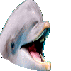 Dolphin Pgc Sticker - Dolphin Pgc Stickers