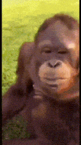 a close up of a monkey 's face against a yellow background