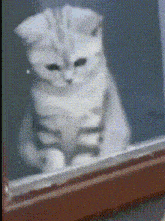Funny Cat Water GIF