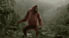 Dancing Orangutan Monkey GIF