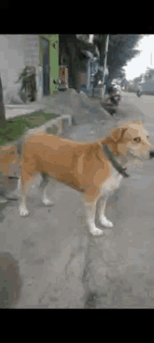 Spying Pet GIF - Spying Pet Dog GIFs