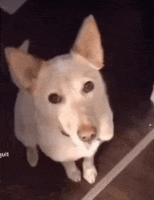 Barold Dog GIF - Barold Dog Sideeye GIFs