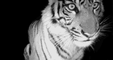Stare Blank GIF - Stare Blank Tiger GIFs