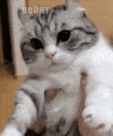 a gray and white cat is being held in a person 's arms and the word pebat is visible above it