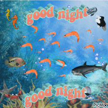 shrimp shark ocean goodnight fish
