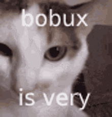 Bobux Is Very Vibing Cat GIF - Bobux Is Very Vibing Cat Bobux GIFs