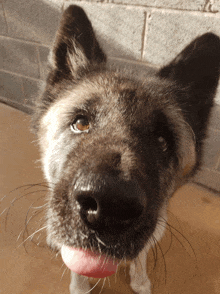 a close up of a dog 's face with its tongue hanging out