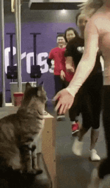 High Five Cat GIF - High Five Cat Smile GIFs