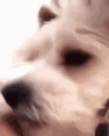 a close up of a dog 's face and eyes