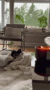 a dog laying on a blanket in a living room