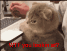 Wtf Gif What You Looking At GIF