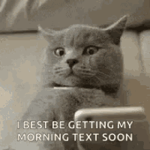 Morning Text Cat GIF - Morning Text Cat Scared GIFs