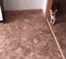 Cat Cats GIF - Cat Cats Cats Of The Internet GIFs