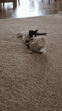 Dog Cat GIF - Dog Cat Licking GIFs