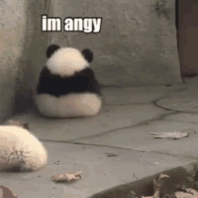 Im Angry Panda Im Angy GIF - Im Angry Panda Im Angy Cute Panda GIFs