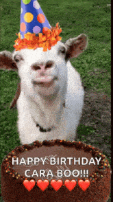 Happy Birthday Birthday Cake GIF - Happy Birthday Birthday Cake Goat GIFs